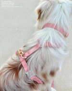 Perfect Pink Waterproof Dog Collar