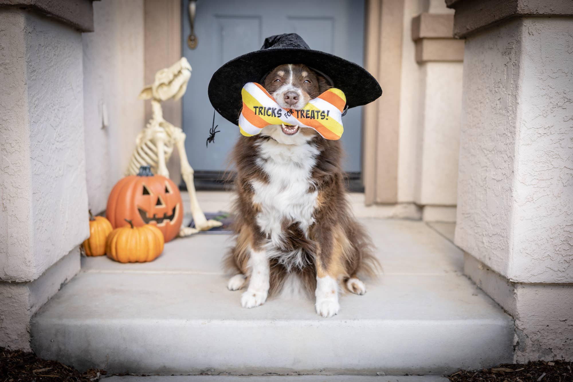 Tricks for Treats Bone For Dogs