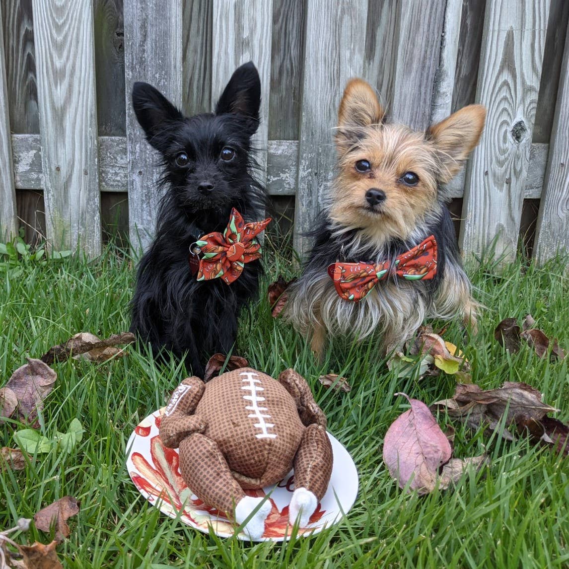 Turkey Bowl For Dogs