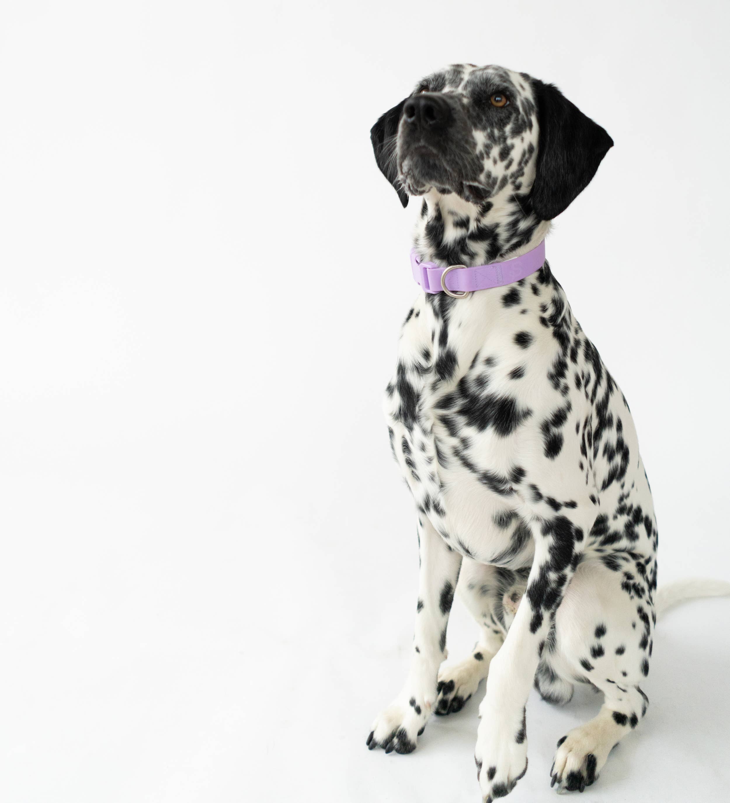 All-Weather Dog Collar