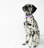 All-Weather Dog Collar