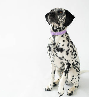 All-Weather Dog Collar