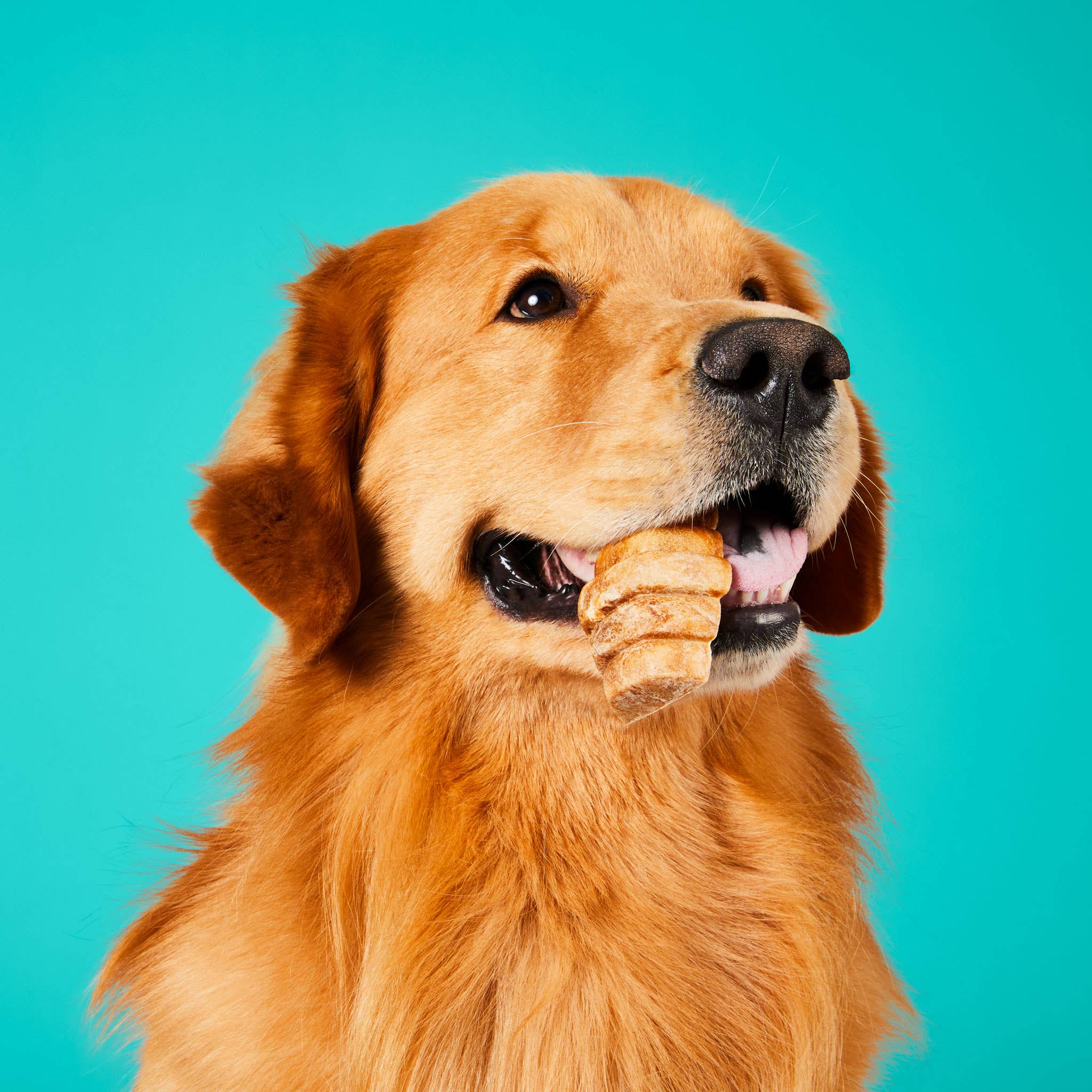 Project Hive Chew Treats Peanut Butter Large 9oz
