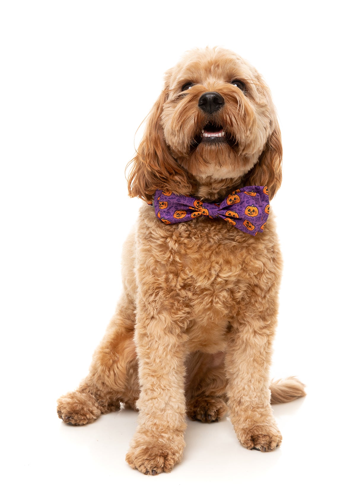 FuzzYard Bowtie Jack Jack Jackie Lantern Purple