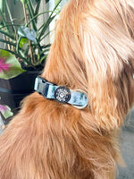 House Plant Dog Collar