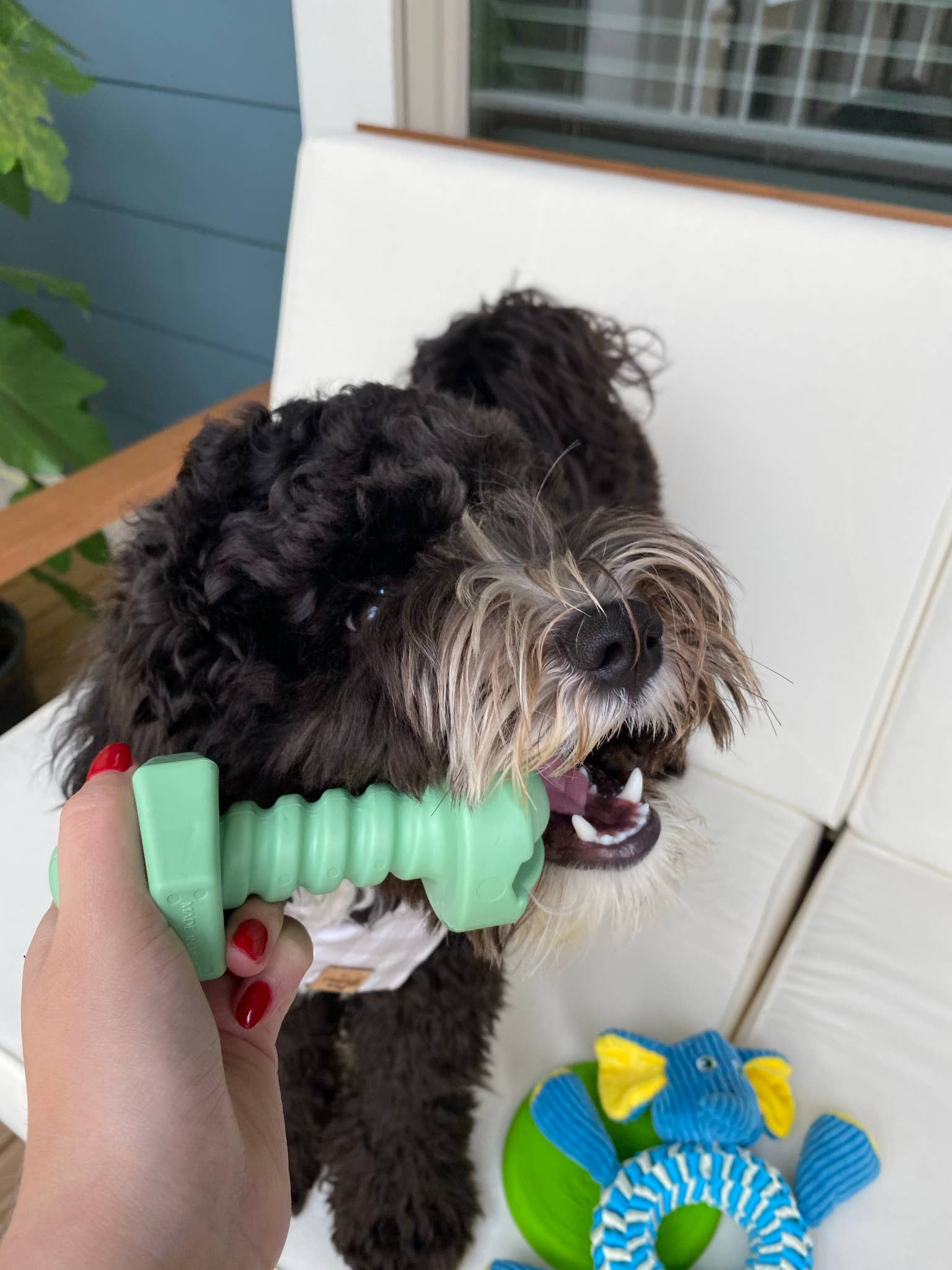 The Hammer Dog Toy