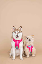 Stasia Dog Harness | No Pull Dog Harness | Pink Dog Harness