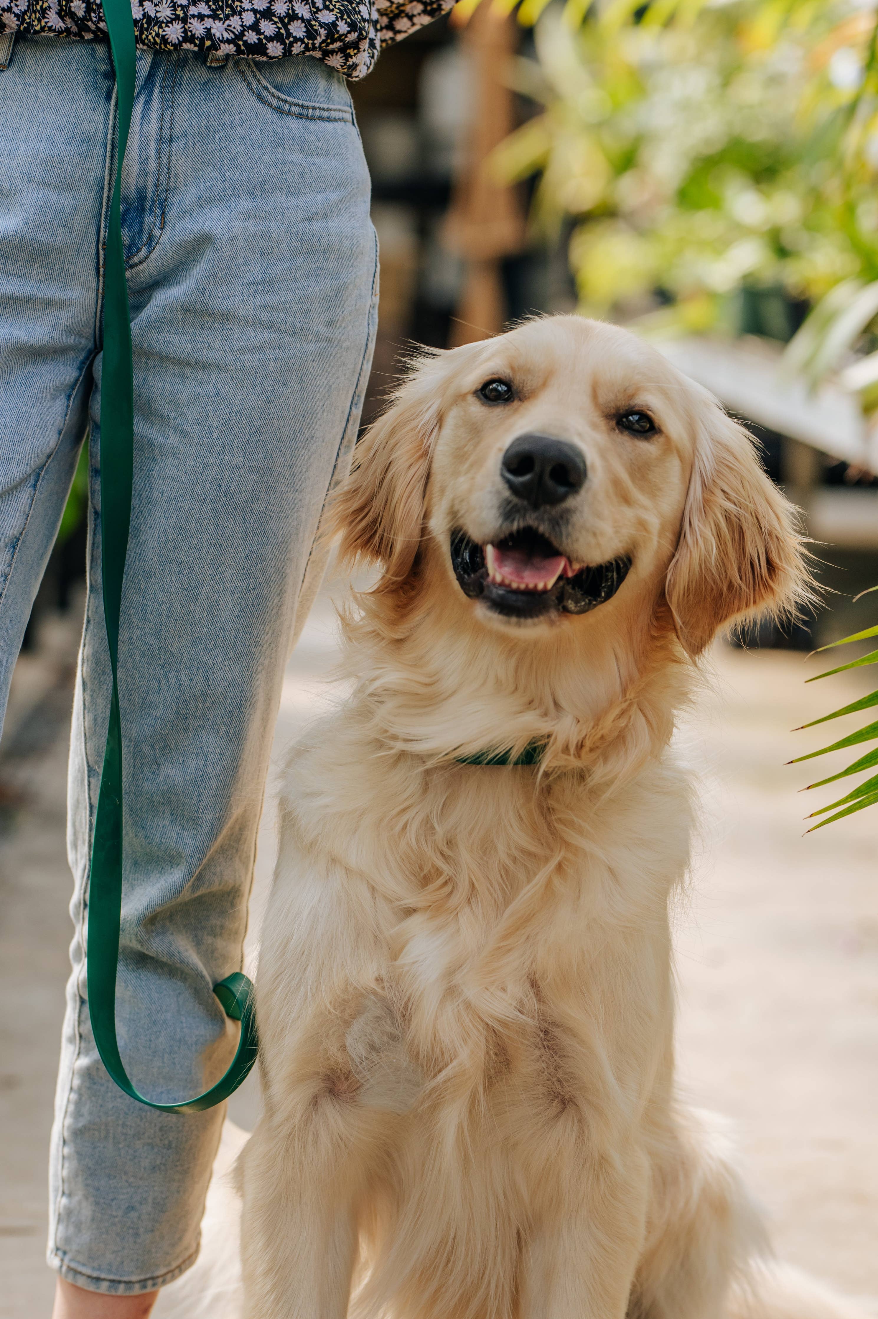 Lavender Haze 4-in-1 Wide Convertible Hands Free Dog Leash