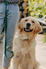 Lavender Haze 4-in-1 Wide Convertible Hands Free Dog Leash