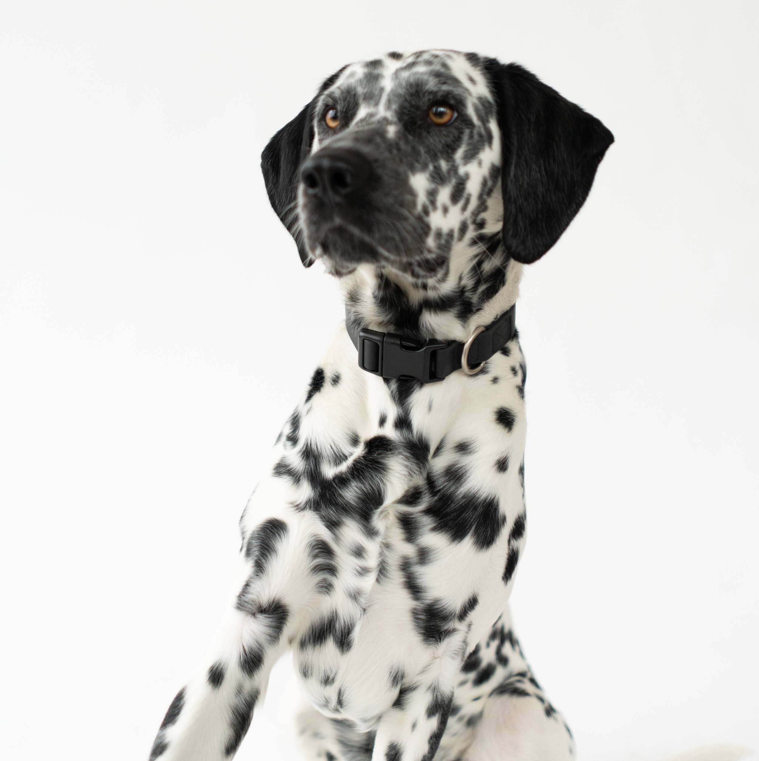All-Weather Dog Collar