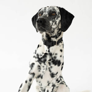 All-Weather Dog Collar