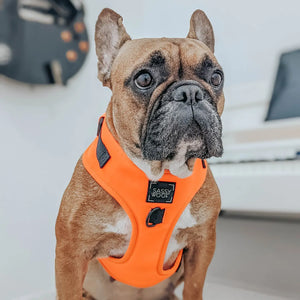 Neon Orange Dog Adjustable Harness