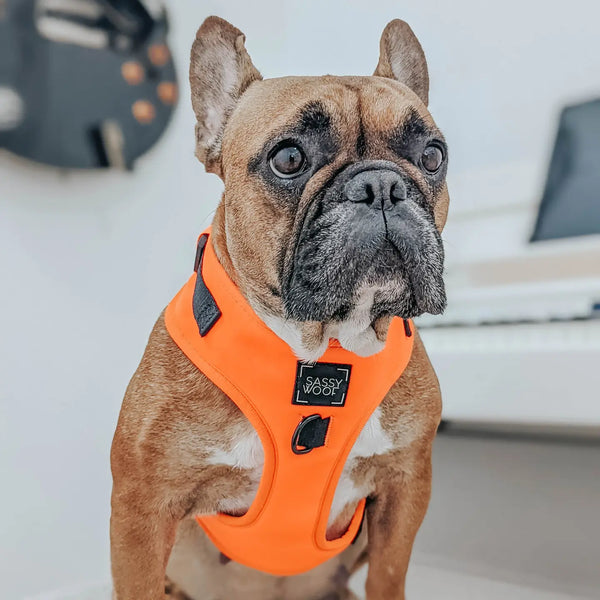 Neon Orange Dog Adjustable Harness – For The Love Of Dogs Pet