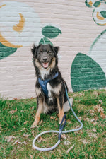 Dog Adjustable Harness - Twilight