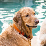 Dogline Biothane Dog Collar with Quick Release