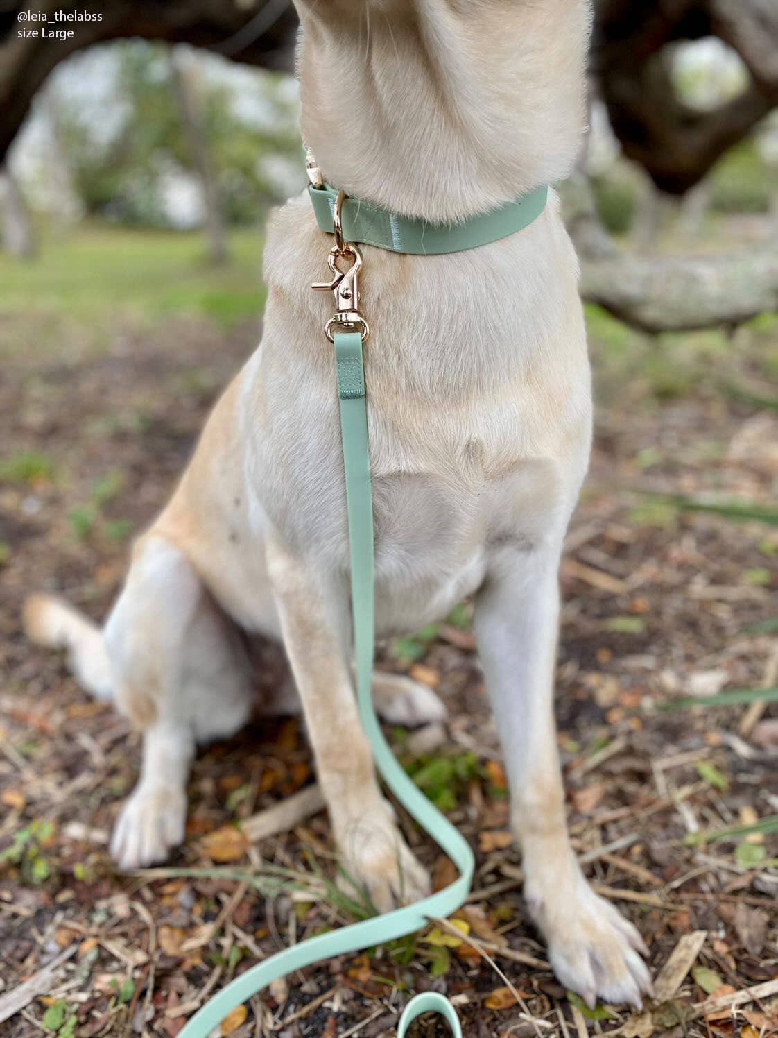 Pistachio Green Waterproof Cloud Dog Leash