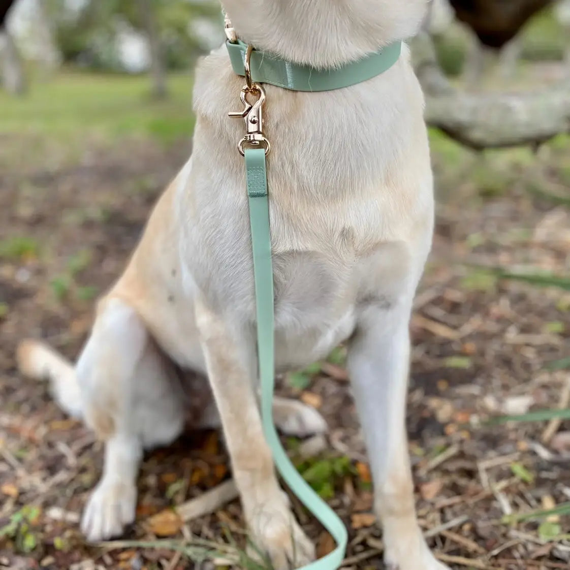 Pistachio Green Waterproof Cloud Dog Leash