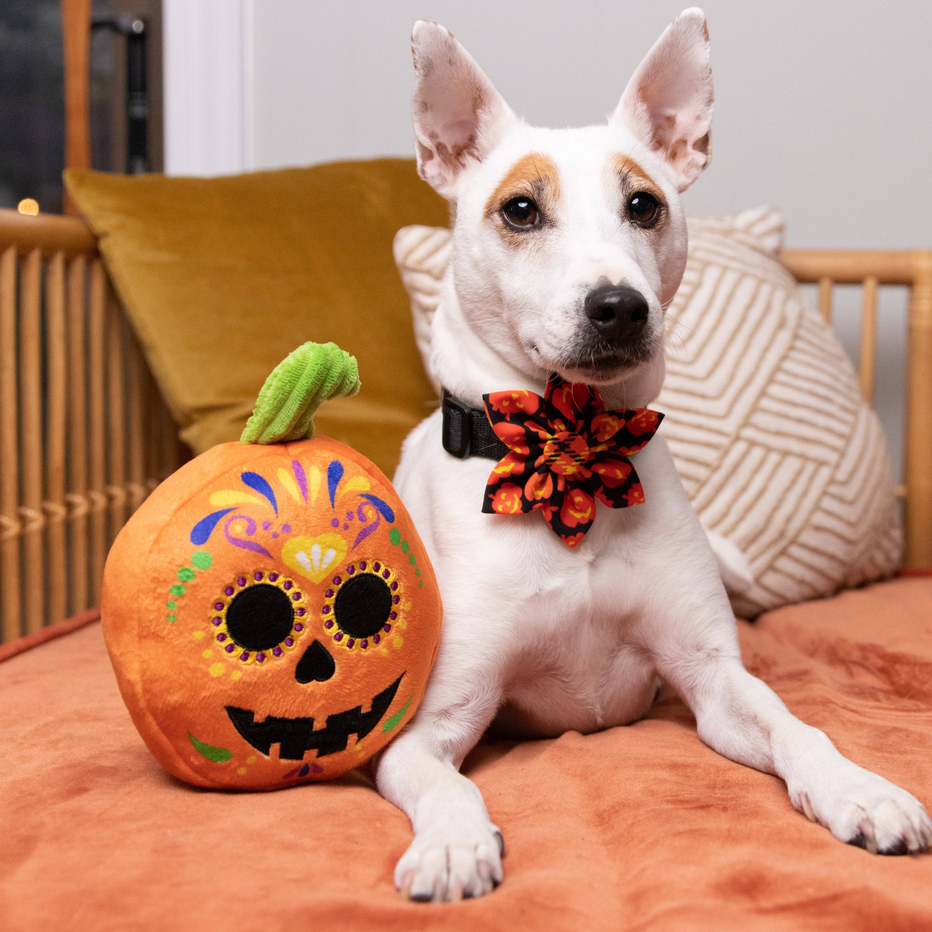 Sugar Skull Pumpkin For Dogs