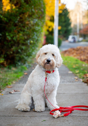 Cherry Red Waterproof Dog Collar