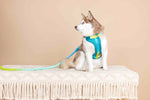 Joey Dog Harness | No Pull Harness | Teal Dog Harness