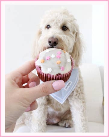 Barley's Bakes Peanut Butter Cupcake Mix for Dogs