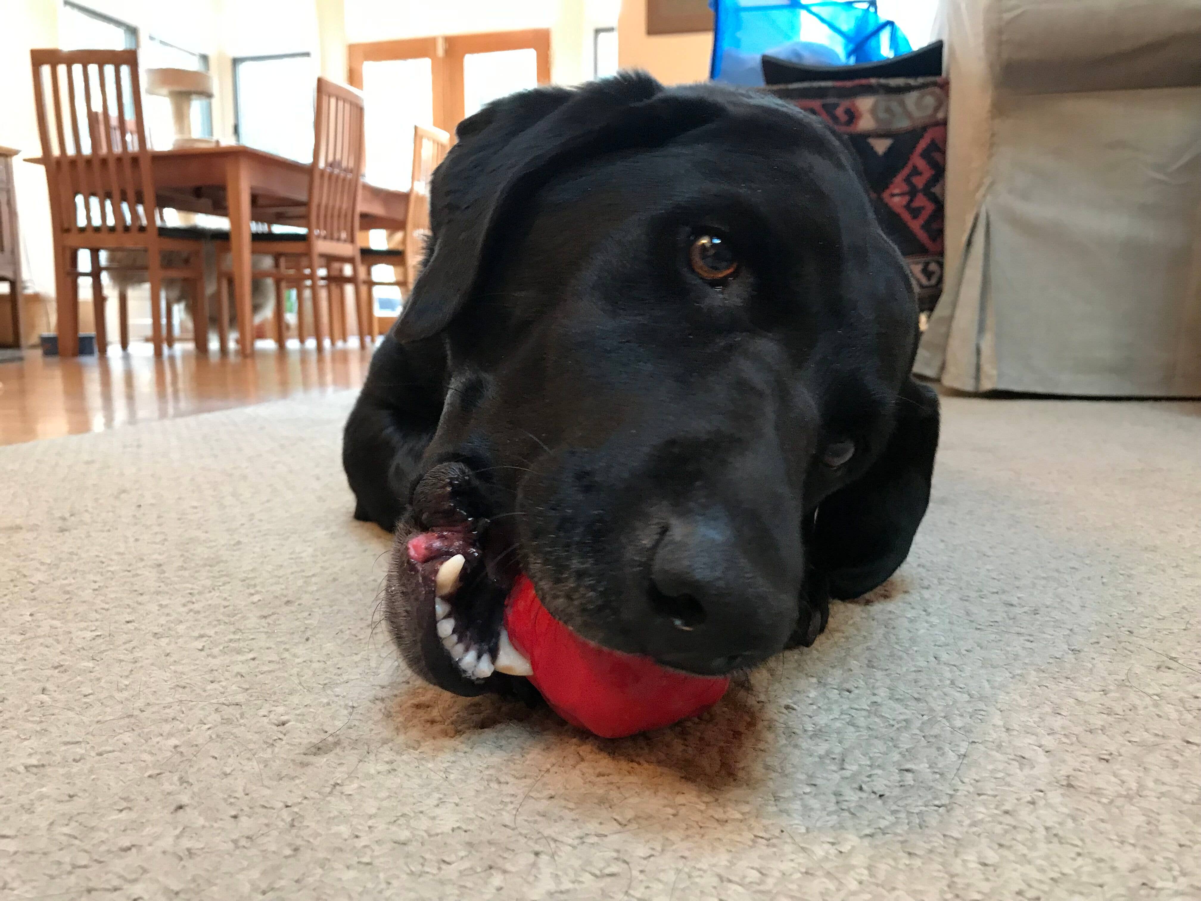 Spotnik Asteroid - Chew Toy - Retrieving Toy