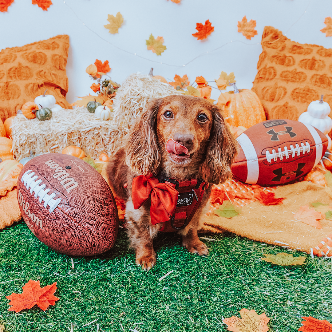 Dog Collar - Burgundy