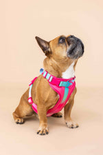 Stasia Dog Harness | No Pull Dog Harness | Pink Dog Harness