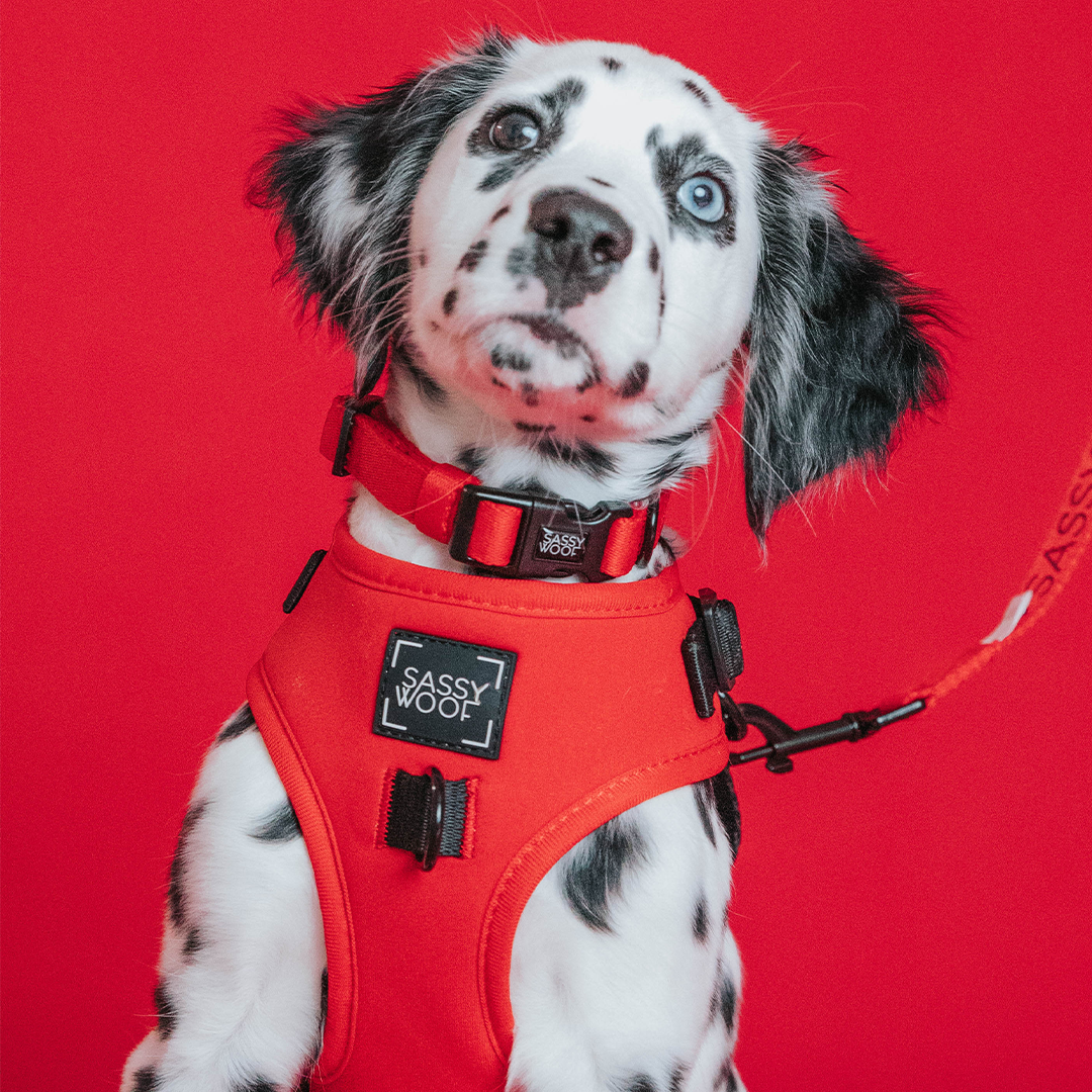 Dog Adjustable Harness - Neon Red