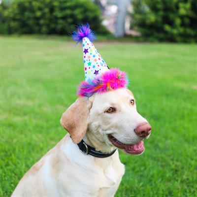 Celebration Dog Party Hats