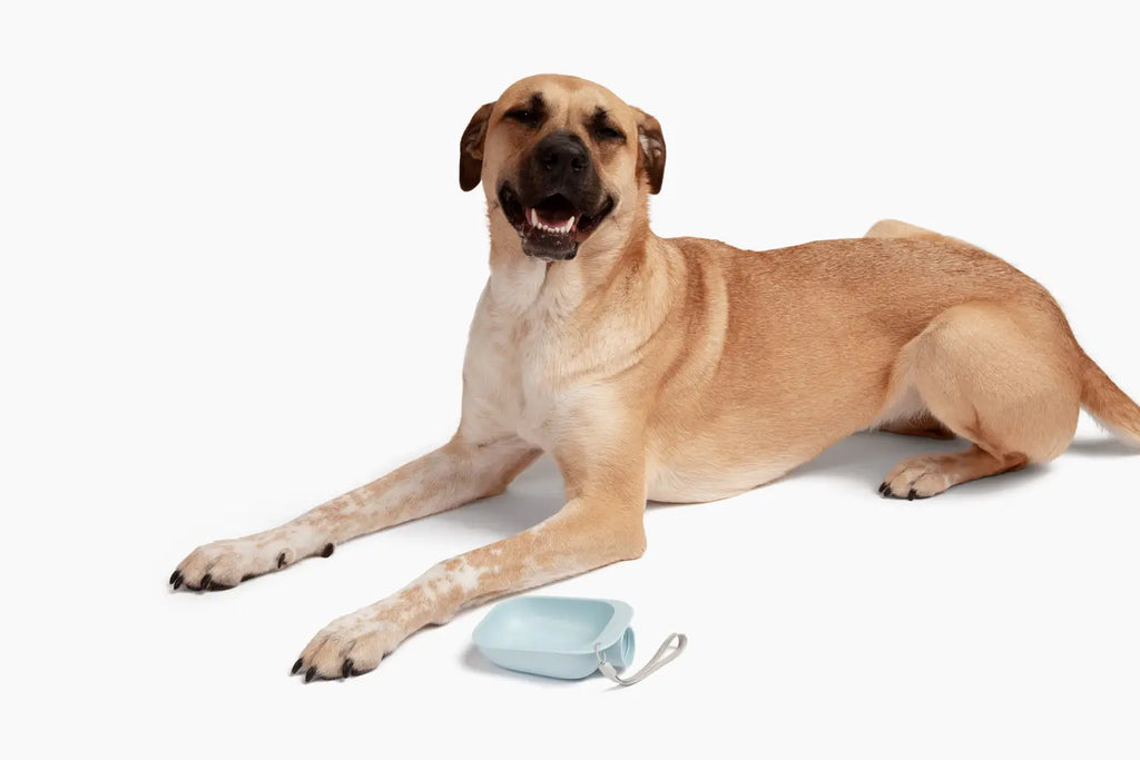 Travel dog water bowl attachment