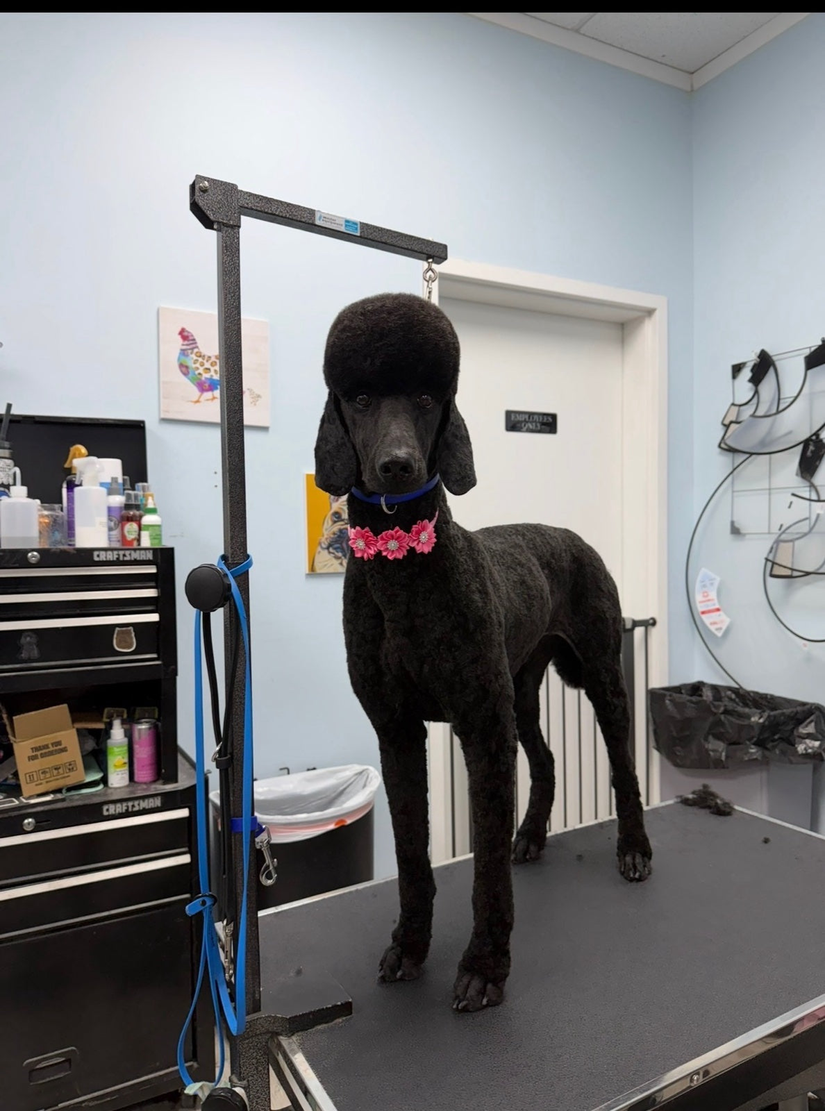 A freshly groomed black poodle standing on a salon grooming table