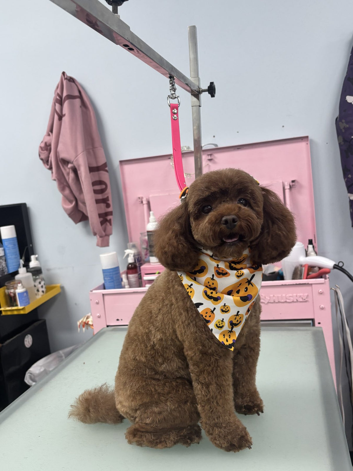 A brown dog wearing a patterned bandana after grooming