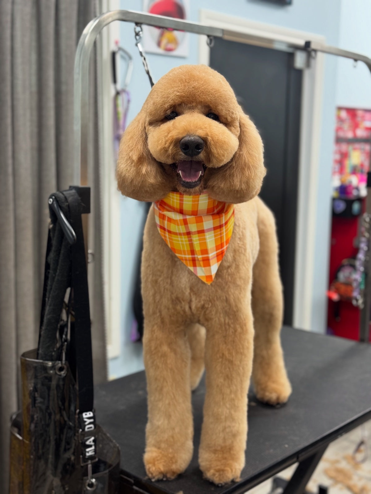 A freshly groomed doodle wearing an orange and yellow plaid bandana