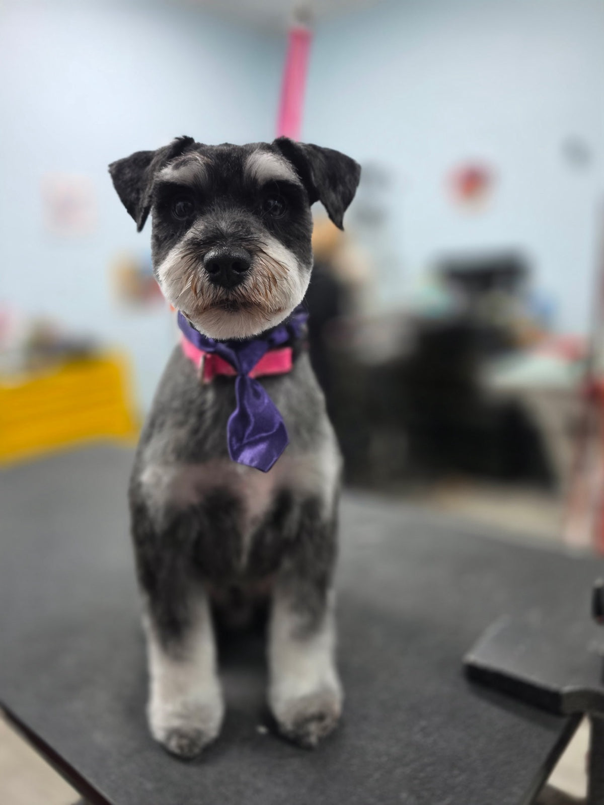 A freshly groomed schnauzer wearing a purple tie at the salon