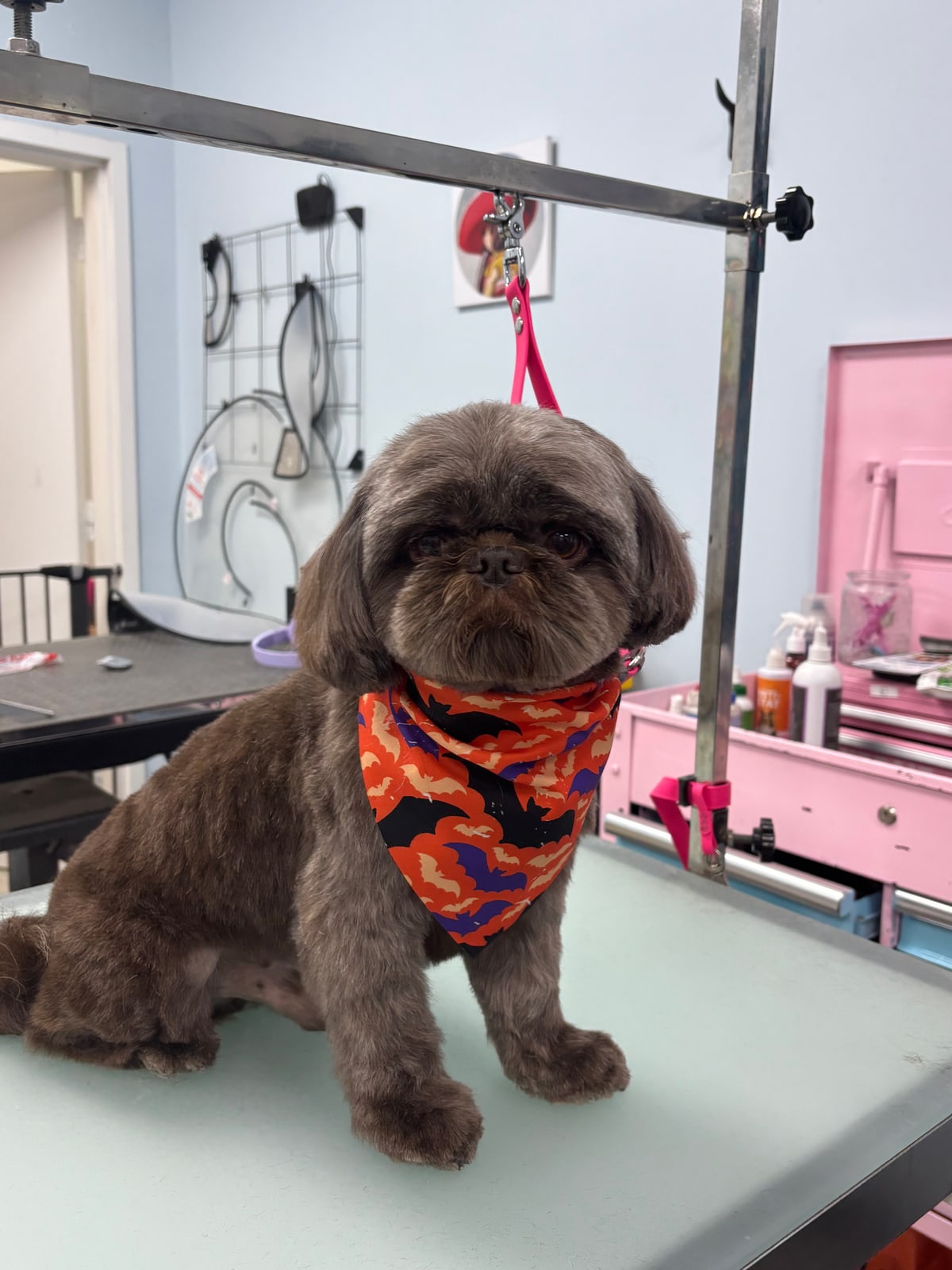 A freshly groomed brown Shih Tzu wearing an orange Halloween bandana