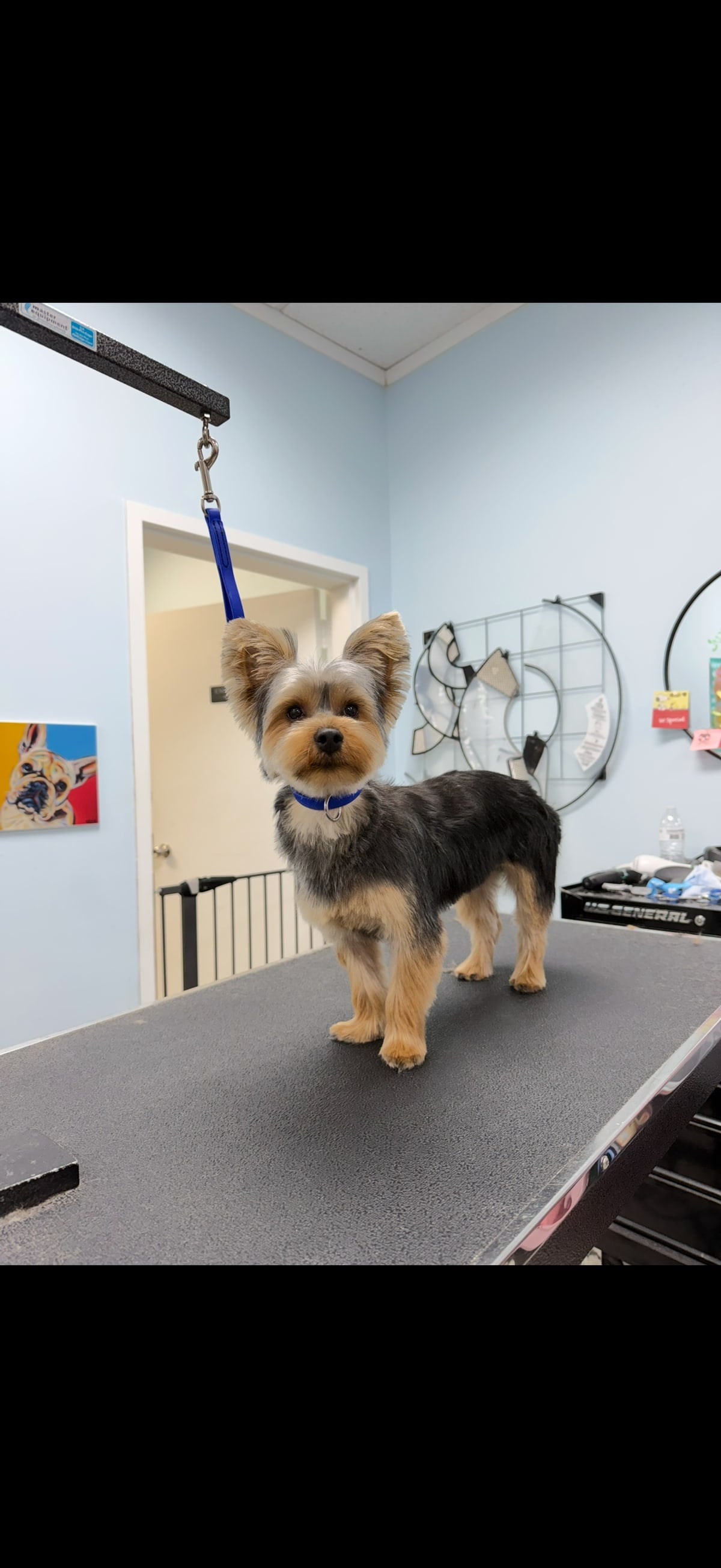 A freshly groomed Yorkshire terrier standing on a salon grooming table